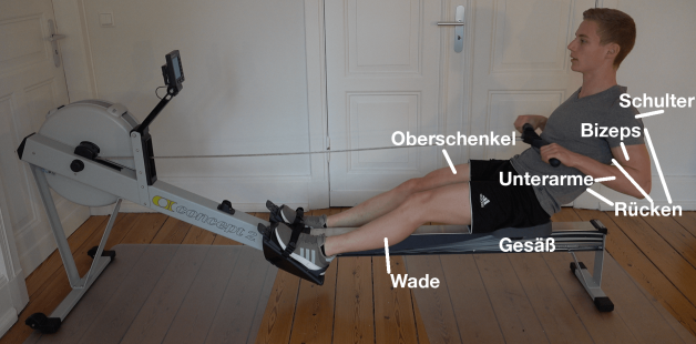 Rudergerät Training Welche muskeln werden trainiert