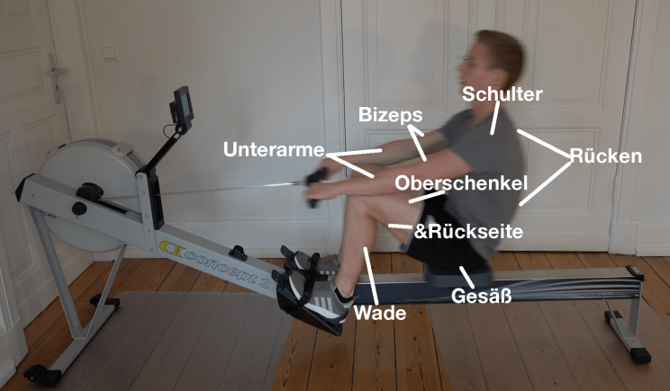 Rudertraining welche Muskeln