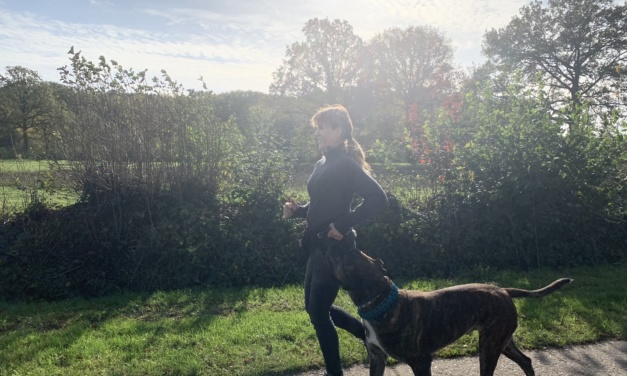 Sport mit Hund – ein Training mit dem Vierbeiner